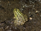 Grenouille verte sp.