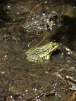 Grenouille verte sp.