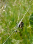 Aranéides (Araignées)