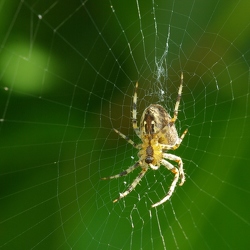 Araneus diadematus