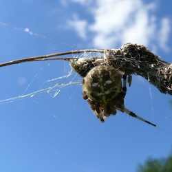Araneus quadratus