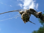 Araneus quadratus