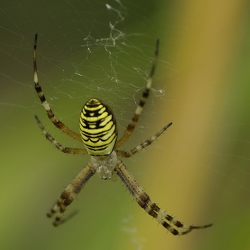 Argiope bruennichi