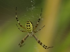 Argiope frelon