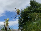 Argiope frelon