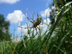 Argiope frelon