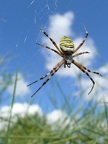 Argiope frelon