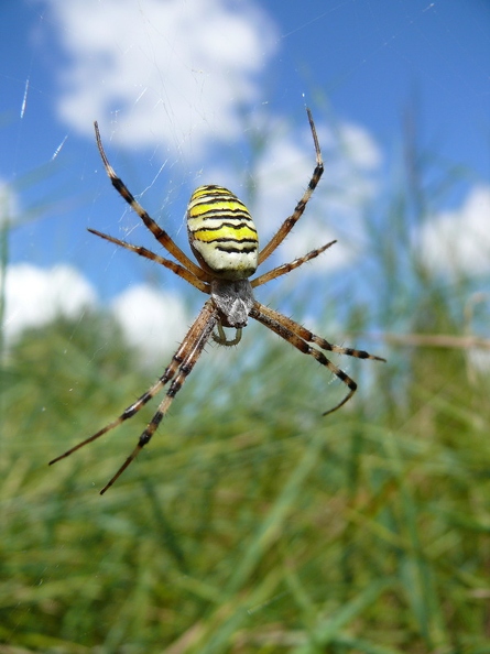 Argiope_fasciee_10.JPG