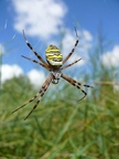 Argiope frelon