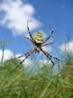 Argiope frelon
