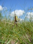 Argiope frelon