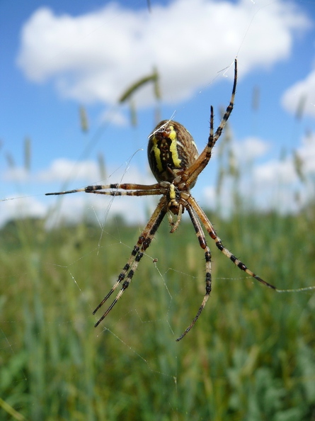 Argiope_fasciee_13.JPG