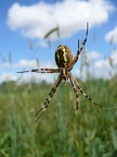 Argiope frelon