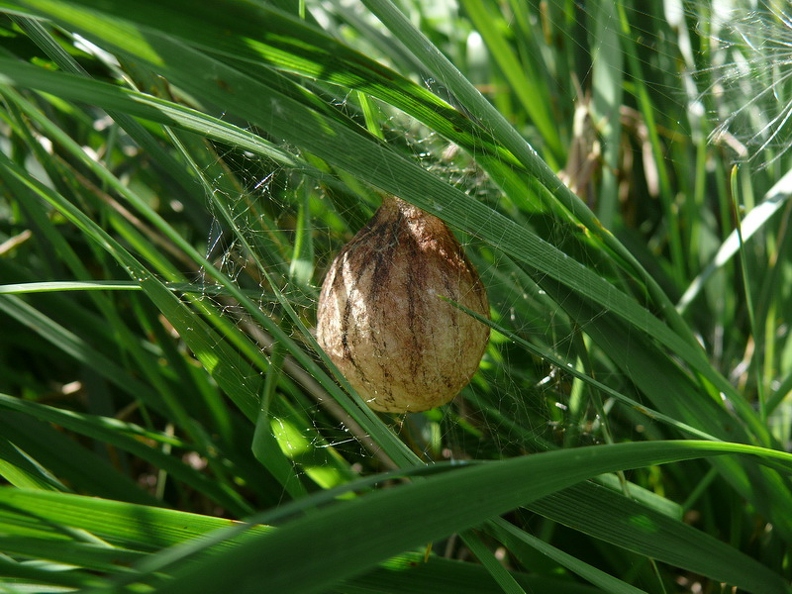 Argiope_fasciee_14.JPG