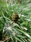 Argiope frelon