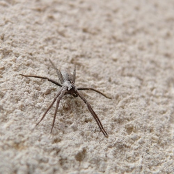 Pisaura mirabilis