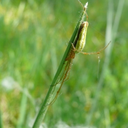 Tetragnatha extensa