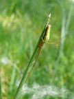 Tetragnatha extensa