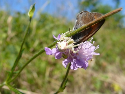 Thomise enflée