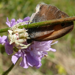 Thomisus onustus