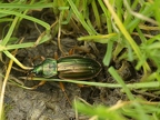 Carabe doré (ou Jardinière)