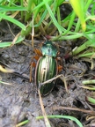 Carabe doré (ou Jardinière)