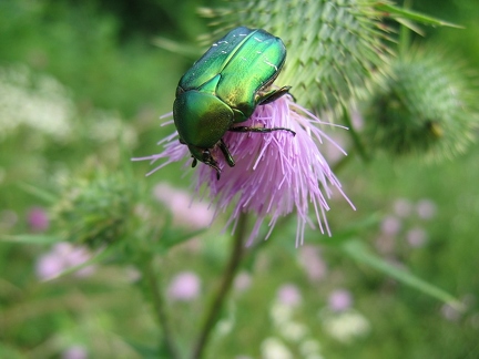 Cétoine dorée