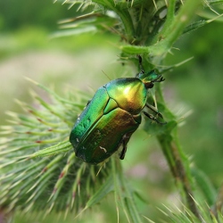 Coléoptères