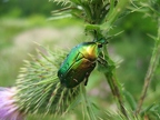 Coléoptères