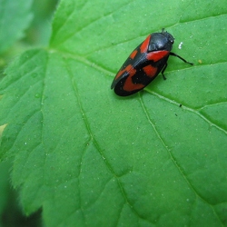 Homoptères