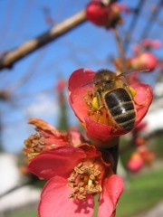 Abeille domestique