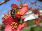 Abeille domestique