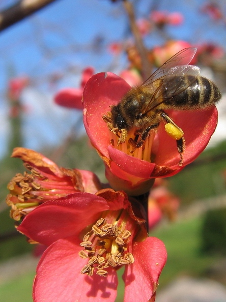 Abeille domestique