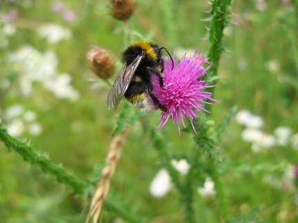 Bourdon des jardins