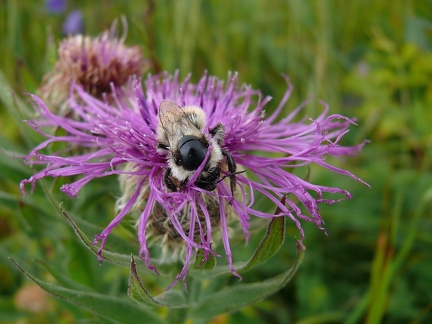 Bourdon sp.