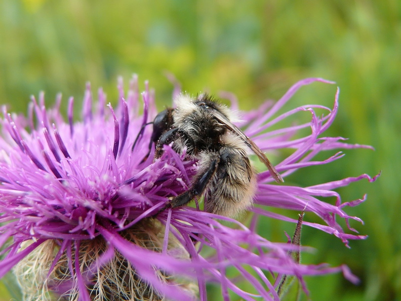 Bourdon - Bombus sp.
Pointe d'Arvouin - La Chapelle d'Abondance - HAUTE-SAVOIE(74) Bourdon_sp_02.jpg