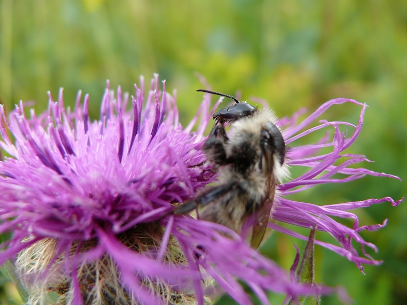 Bourdon - Bombus sp.
Pointe d'Arvouin - La Chapelle d'Abondance - HAUTE-SAVOIE(74) Bourdon_sp_03.jpg