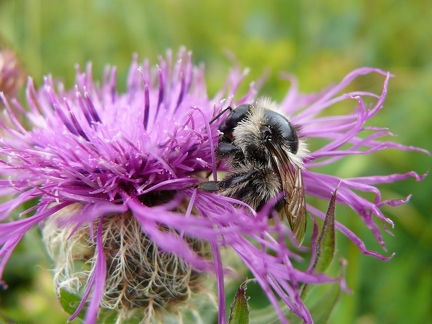 Bourdon sp.