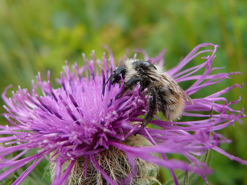 Bourdon sp.