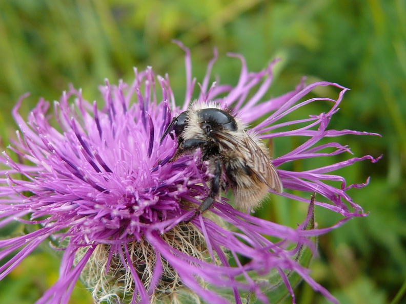 Bourdon sp.