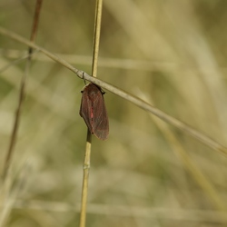 Arctiidae