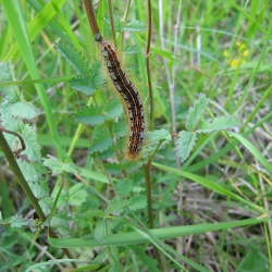 Lasiocampidae