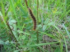 Lépidoptères (Papillons)