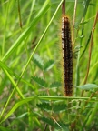 Chenille de la Livrée des prés