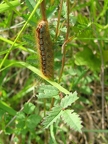 Chenille de la Livrée des prés