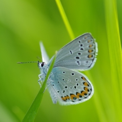 Lycaenidae
