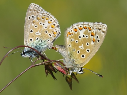 Bel-Argus (Azuré bleu-céleste)