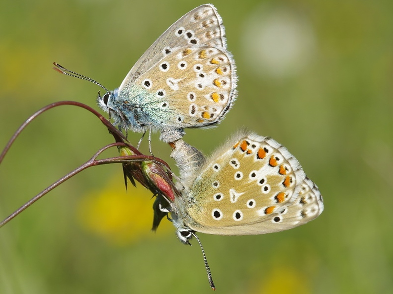 Bel-Argus (Azuré bleu-céleste)