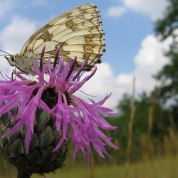Nymphalidae