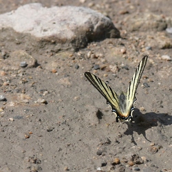 Papilionidae